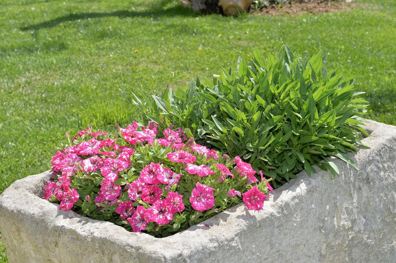 Astra Bed & Breakfast Alberobello Exterior photo